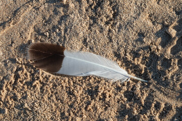 Bird feather in sea sand