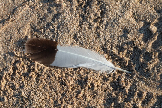 Bird feather in sea sand