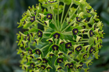 Euphorbia characias 'Black Pearl' palisades milkweed flower detail