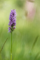 Orchis tacheté