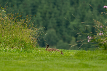 wild hare rabbit in forest meadow while eating