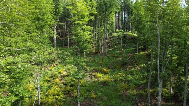 Aerial shot of beautiful fir, larch and beech woods with flowering gorse on the Tuscan mountains of Casentino near Arezzo in spring. Italy.
