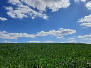 Champ et ciel bleu