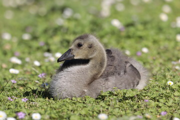 duck in the grass