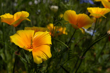 Orange blossom of californian poppy, also called Eschscholzia californica