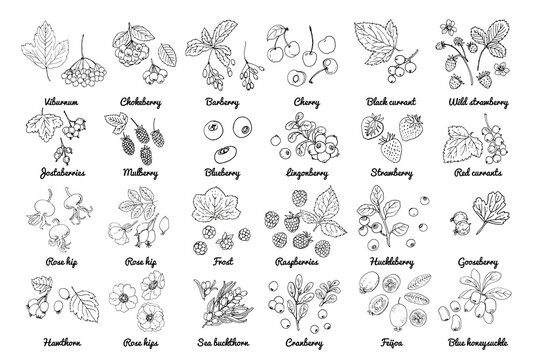 Vector food icons of berries. Colored sketch of food products. Black currant, red currant, wild strawberry, wild strawberry, rosehip flowers, cherry, mountain ash, sea buckthorn, gooseberry