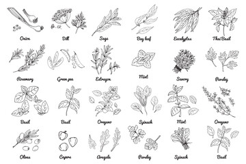 Vector food icons of herbs and vegetables, salads and spices. Colored sketch of food products.