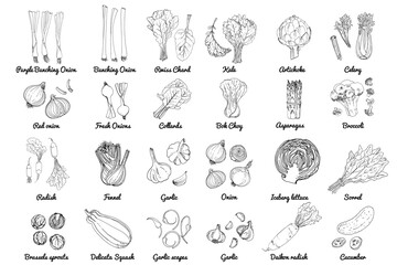 Vector food icons of herbs and vegetables, salads and spices. Colored sketch of food products. ceberg lettuce, sorrl, daikon radish, cucumber