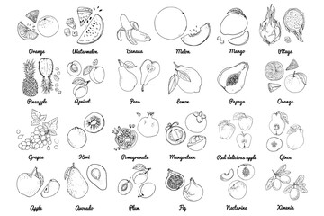 Vector food icons of fruits. Colored sketch of food products. exotic fruits, melon, figs, kiwi, grapes