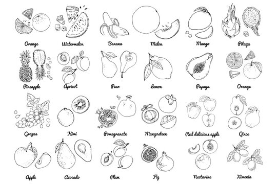 Vector food icons of fruits. Colored sketch of food products. exotic fruits, melon, figs, kiwi, grapes