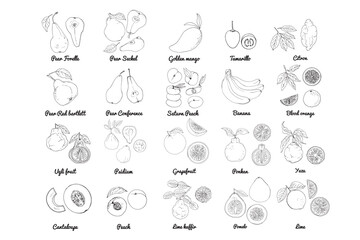 Vector food icons of fruits. Colored sketch of food products. Citrus. Pear red bartlett, conference, saturn peach, bananas, tamarillo, golden mango