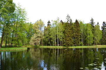 Lake in the forest, trees reflection on the lake water, natural background