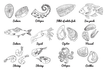 Sea food. Vector drawing of food. Red and white fish, Tilapia, squid, salmon, oysters, mussels, shrimps, octopus