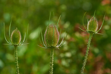 Wilde Karde (Dipsacus fullonum)	