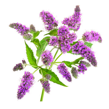 
Purple peppermint flowers isolated on white. Working path saved. Blooming mint branch isolated on white