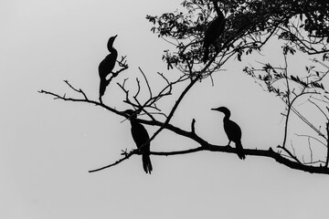 Birds, Pantanal, Brazil. Typical fauna of outback of Pantanal, Brasil.
