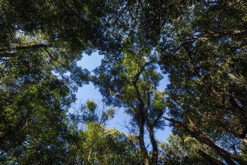 Trees in southern Brazil, Curitiba. 