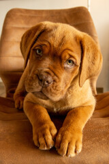 Bordeauxdogge Welpe