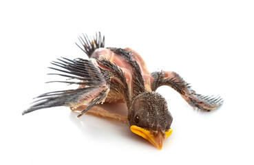 young Barn swallow