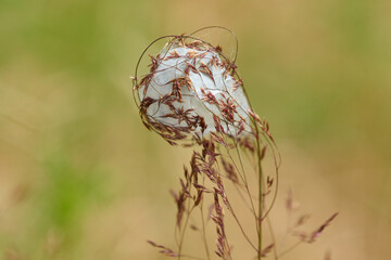 Spinnennest auf einer Wiese