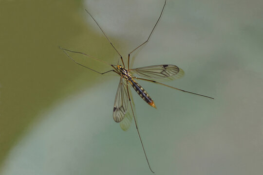 Nephrotoma Bilder Durchsuchen 211 Archivfotos, und