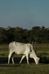 Cow in Pantanal, Brazil. Typical fauna of outback of Pantanal, Brasil.