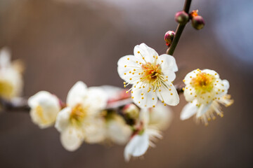 white blossoms in spring