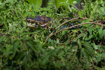 Alligator, caiman in Pantanal, Brazil. Typical landscape in outback of Pantanal, Brasil.