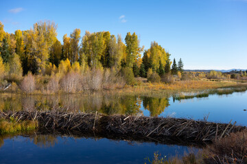 Beaver dam spanning the Snake River in Wyoming