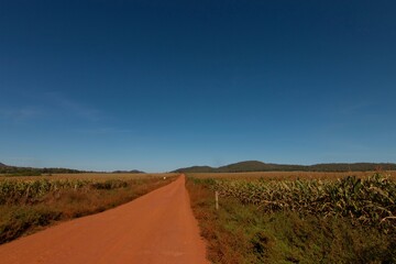 Pantanal, Brazil. Typical landscape in outback of Pantanal, Brasil. Red earth roads.