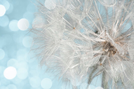 Abstract dandelion flower on a blurred background with defocused highlights. Soft focus, close-up, macro photography