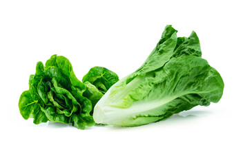Fresh green Lettuce leaves, Salad leaf isolated on white background. with clipping path.