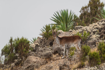 Walia Ibex - Capra walie, beautiful endemic ibex from Simian mountains, Ethiopia. - obrazy, fototapety, plakaty