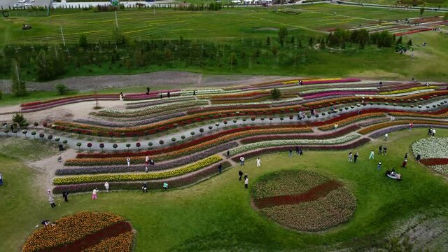 A field of blooming tulips in the Dobropark park near the capital of Ukraine, Kiev. May 2021.