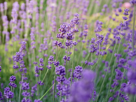 Soft focus on lavender flowers. © Kulbabka