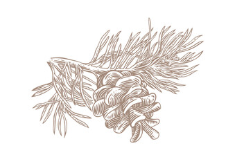 Pine tree branch with cone