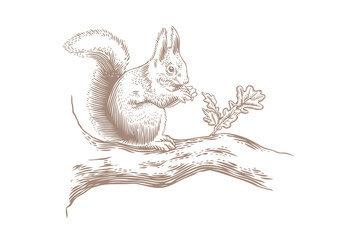 Squirrel on the branch
