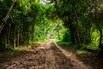 blur nature background of water droplets scattered under the leaves, wooden bridges, scenic views, beautiful landscaping