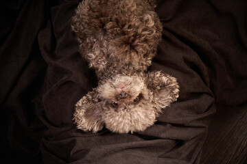cute curly chocolate poodle. The dog is like a toy. Beautiful pet on bed, view from above