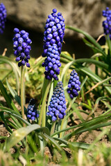 Blue, blossom spring plant grape hyacinth. The beginning of spring.
Pollen-producing  spring plant grape hyacinth. A sign of the first warm spring days
