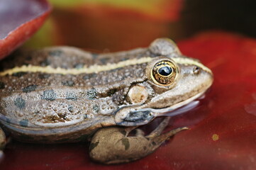 grenouille 