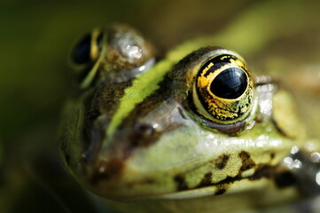grenouille