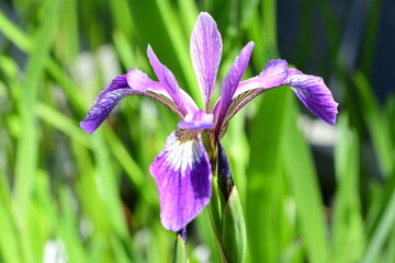 iris mauve