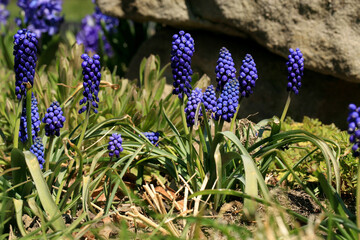 Blue, blossom spring plant grape hyacinth. The beginning of spring.
Pollen-producing  spring plant grape hyacinth. A sign of the first warm spring days
