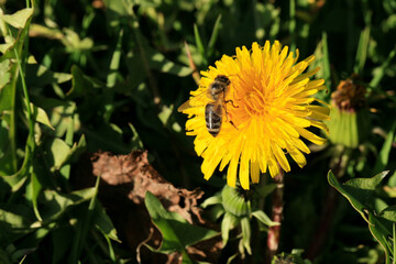 Yellow, blossom spring plant common dandelion. Beautiful day of spring.
Pollen-producing  spring...