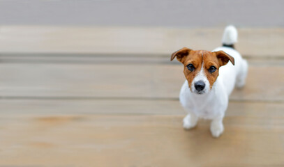 Dog jack russell on a neutral beige background. Top view . Terrier with an attentive gaze. Selective focus. The dog has a white body and a red head. Space for text