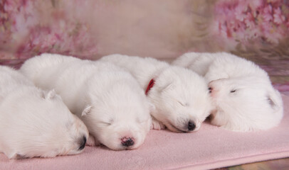 Four small two weeks age old cute white Samoyed puppies dogs