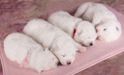 Four small two weeks age old cute white Samoyed puppies dogs