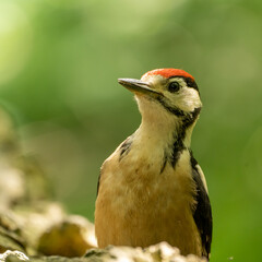 great spotted woodpecker on a branch