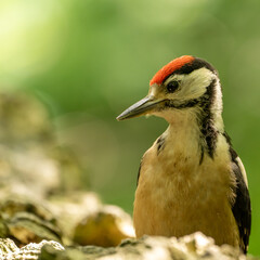 great spotted woodpecker on a branch